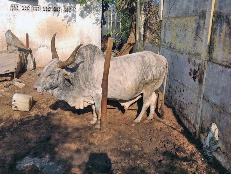 Élevage de bovins à Thecogas Sénégal