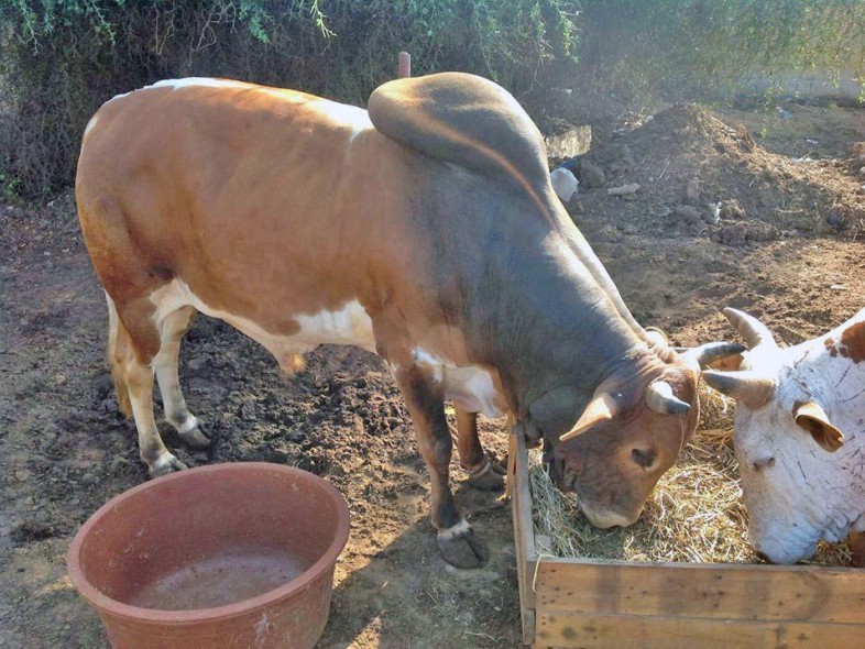 Élevage de bovins à Thecogas Sénégal