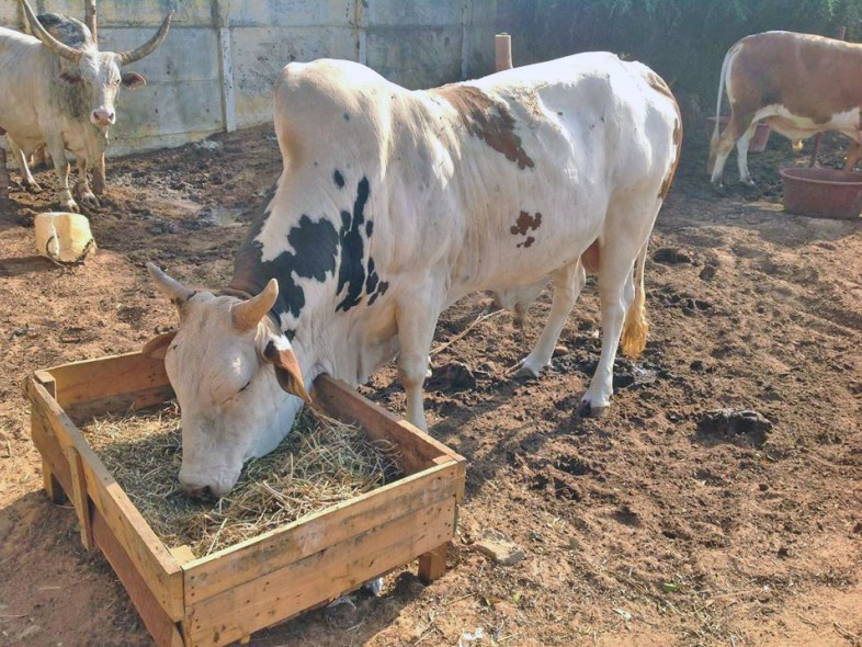 Élevage de bovins à Thecogas Sénégal