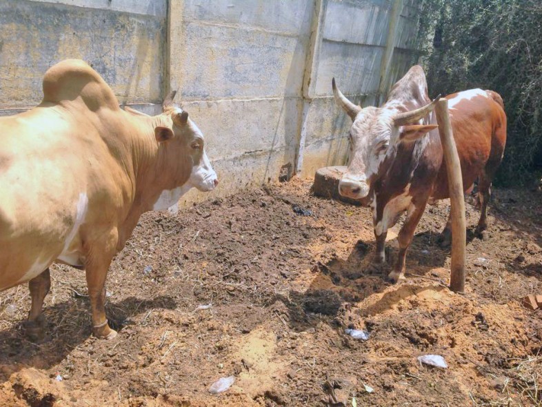 Élevage de bovins à Thecogas Sénégal