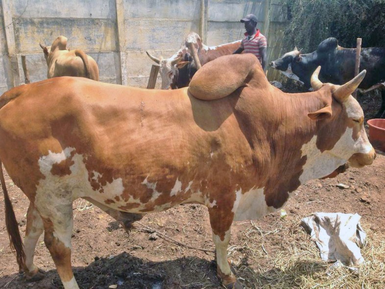 Élevage de bovins à Thecogas Sénégal