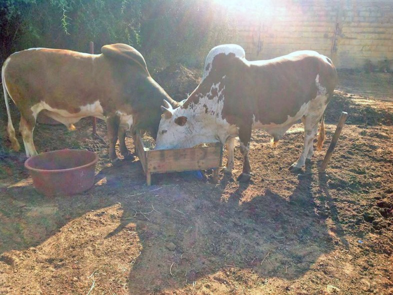 Élevage de bovins à Thecogas Sénégal