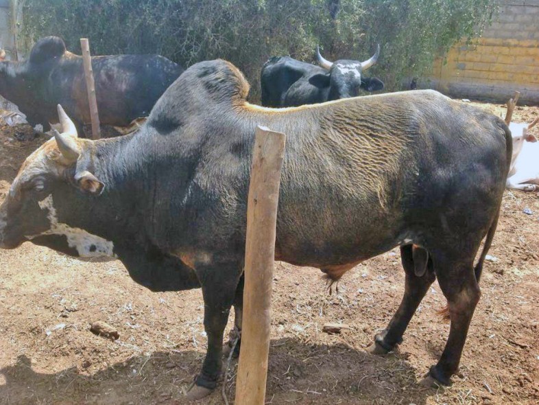 Élevage de bovins à Thecogas Sénégal